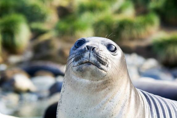 Filhote de elefante-marinho na praia de Gold Harbour, na Geórgia do Sul (foto de Ken Haley)